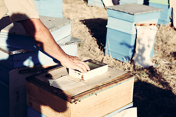 포토 JPG 해외이미지 모양 동물 라이프스타일 음식 곤충 백그라운드 패턴 모션 자연 추상 세포 건강 사람없음 약 노란색 신선 작업 황금 닫기 달콤 숲 큼 대표 설탕 벌 먹기 바쁨 꽃가루 육각형 꿀 여왕 벌집 밀랍 왁스 효율 해외202004 해외포토 도형 컬러 컨셉 무늬 의학 생활 맛 크기 가루 생태계 파일형식 이미지허브