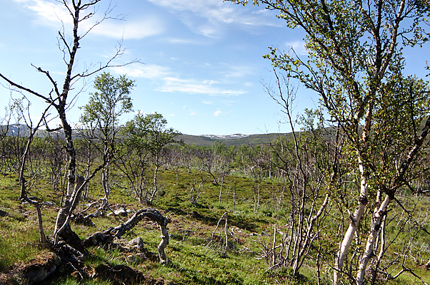 포토 JPG 해외이미지 나무 구름 공원 유럽 호수 자연 하늘 산 노르웨이 핀란드 이끼 풍경 사람없음 야외 목재 초록색 여름 환경 황무지 숲 북극 언덕 장면 지역 북쪽 산악지대 스칸디나비아 전국 수평선 해외202004 해외포토 자연요소 식물 계절 공공시설 나라 컬러 재료 북유럽 극지방 방향 생태계 파일형식 이미지허브