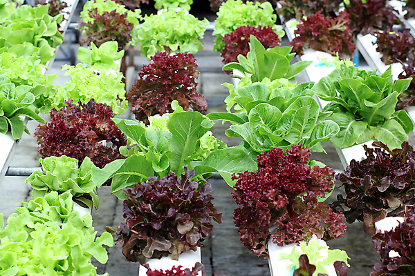 포토 JPG 해외이미지 음식 백그라운드 잎 농업 다이어트 채소 재료 태국 건강 요리 사람없음 초록색 물 농장 노란색 환경 주방 정원 샐러드 수확 성장 신선 시장 맛 먹기 유기농 날것 레시피 온실 채식주의자 해외202004 해외포토 자연요소 식물 웰빙 산업 아시아 컬러 컨셉 모션 채식 파일형식 이미지허브