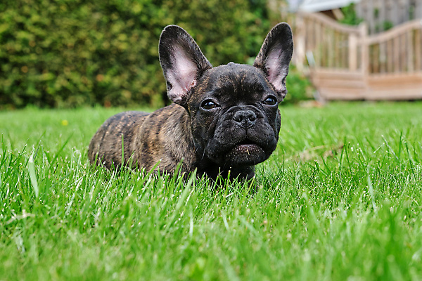 포토 JPG 해외이미지 동물 1 응시 행복 얼굴 새끼 포즈 친절 사람없음 초록색 반려동물 갈색 정원 검은색 기쁨 흰색 아기 주름 개 달콤 강아지 작음 호기심 황소 불독 프랑스어 거짓말 경보 신앙심 카피스페이스 해외포토 문자 시선 감정 컬러 컨셉 포유류 사람 신체부위 공백 소 맛 크기 파일형식 이미지허브