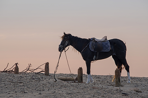 포토 JPG 해외이미지 동물 실루엣 모래 바다 분홍색 여행 오렌지 포유류 아프리카 자연 하늘 부활절 풍경 사람없음 야외 여름 파란색 빛 햇빛 태양 갈색 황혼 일몰 자유 승마 스카이라인 모로코 안장 고립 혼자 해외포토 자연요소 계절 기념일 나라 스포츠 컬러 컨셉 과일 촬영기법 노을 생태계 파일형식 이미지허브