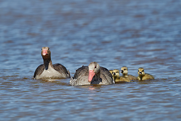 포토 JPG 해외이미지 동물 척추동물 야생동물 백그라운드 밭 날개 모션 자연 조류 생물 함께함 사람없음 야외 가로 초록색 파란색 걷기 화목 회색 도전 흰색 오픈 그룹 대표 토론 깃털 부리 슛 팩 부름 목 거위 질서 계산서 내추럴 동물상 리듬 해외포토 컬러 컨셉 농업 신체부위 조형물 화장품 예절 생태계 파일형식 이미지허브