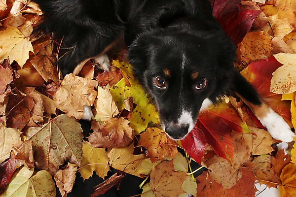 포토 JPG 해외이미지 동물 계절 공원 행복 포즈 운동화 잎 오렌지 장난 포옹 자연 놀이 휴식 웃음 사람없음 야외 빨간색 여름 반려동물 컬러풀 갈색 노란색 젖음 추위 가을 황금 개 리트리버 달콤 강아지 몸통 송곳니 내추럴 방수 해외포토 식물 공공시설 감정 컬러 신발 컨셉 과일 포유류 안기 표정 신체부위 맛 치아 생태계 파일형식 이미지허브