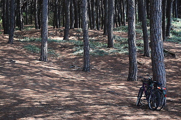 포토 JPG 해외이미지 나무 유럽 바다 자연 휴가 풍경 해변 사람없음 야외 목재 여름 태양 이탈리아 안개 소나무 황무지 분위기 숲 지중해 토스카나 해외포토 자연요소 식물 계절 나라 컨셉 재료 날씨 생태계 파일형식 이미지허브