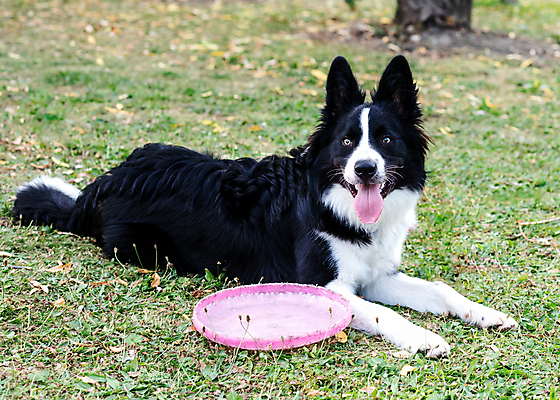 포토 JPG 해외이미지 동물 응시 행복 포유류 관계 모션 자연 안내 사랑 서기 성인 사람없음 야외 반려동물 갈색 노란색 걷기 검은색 우정 성장 흰색 개 강아지 작음 타운 몸단장 송곳니 기르기 동반자 유래 특별함 해외포토 시선 감정 컬러 컨셉 사람 친구 도시 치아 크기 생태계 돌봄 파일형식 이미지허브