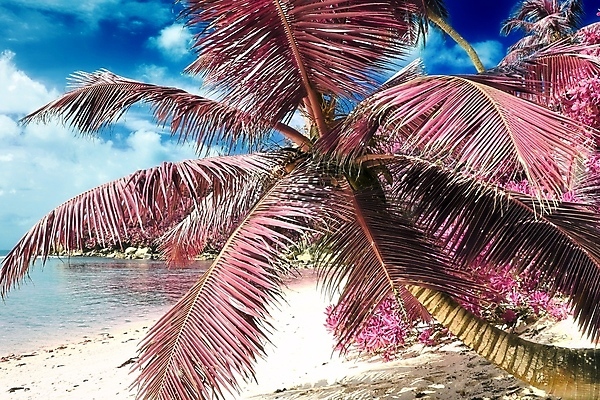 포토 JPG 해외이미지 구름 분홍색 하늘 해변 사람없음 야외 야자수 세이셸 야자수잎 해외포토 자연요소 나무 바다 컬러 잎 아프리카 파일형식 이미지허브