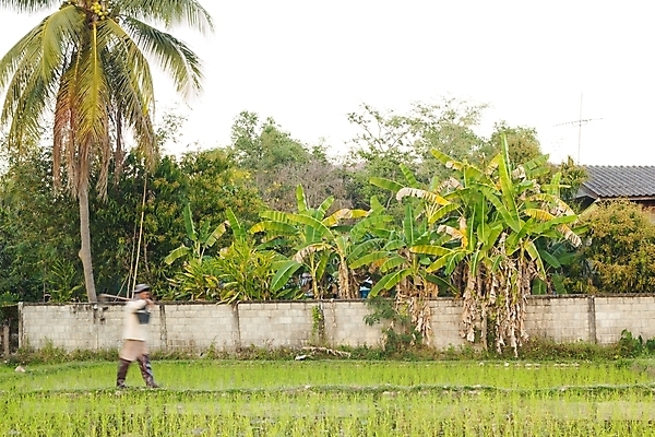 포토 JPG 해외이미지 나무 전통 드레스 계절 아시아 벽 농업 태국 밥 추상 노동자 바나나 사람 풍경 사람없음 초록색 여름 농작물 햇빛 농장 시골 농부 장면 논밭 해외포토 식물 직업 옷 나라 산업 음식 컬러 무늬 밭 과일 논 태양 파일형식 이미지허브