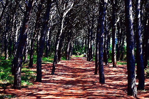 포토 JPG 해외이미지 나무 유럽 바다 자연 휴가 풍경 해변 사람없음 야외 목재 여름 태양 이탈리아 안개 소나무 황무지 분위기 숲 지중해 토스카나 해외포토 자연요소 식물 계절 나라 컨셉 재료 날씨 생태계 파일형식 이미지허브