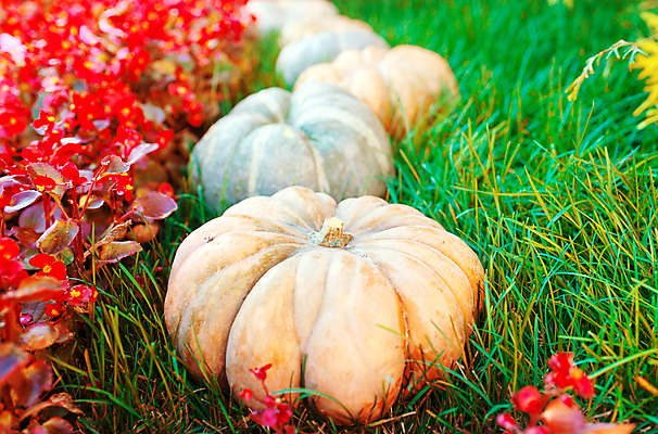 포토 JPG 해외이미지 계절 음식 백그라운드 밭 농업 채소 과일 호박 건강 사람없음 목재 장식 컬러풀 농장 할로윈 수확 가을 배열 유기농 도토리 박 모음 스쿼시 밭일 숙성 해외포토 나무 웰빙 산업 스포츠 컬러 재료 구기 견과류 파일형식 이미지허브