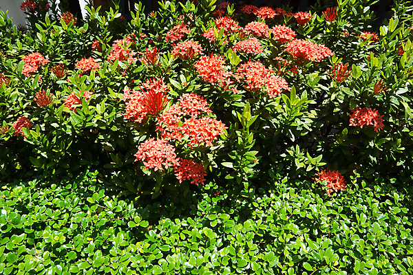 포토 JPG 해외이미지 나무 식물 공원 꽃잎 꽃 아시아 백그라운드 잎 꽃무늬 패턴 밭 자연 동양인 사람없음 장식 빨간색 초록색 컬러풀 정원 성장 벚꽃 신선 개화 인도인 관목 질감 내추럴 해외포토 외국인 공공시설 나라 컬러 무늬 농업 인종 생태계 파일형식 이미지허브