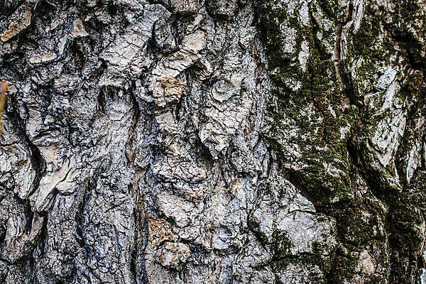 포토 JPG 해외이미지 나무 식물 공원 백그라운드 패턴 자연 벽지 표면 추상 이끼 사람없음 야외 목재 초록색 환경 봄 회색 거친 숲 피부 묘사 유기농 질감 통나무 나무껍질 잡동사니 내추럴 삼림지대 수목 옛날 울퉁불퉁 노화 해외포토 웰빙 계절 공공시설 컬러 컨셉 무늬 재료 신체부위 껍질 생태계 파일형식 이미지허브