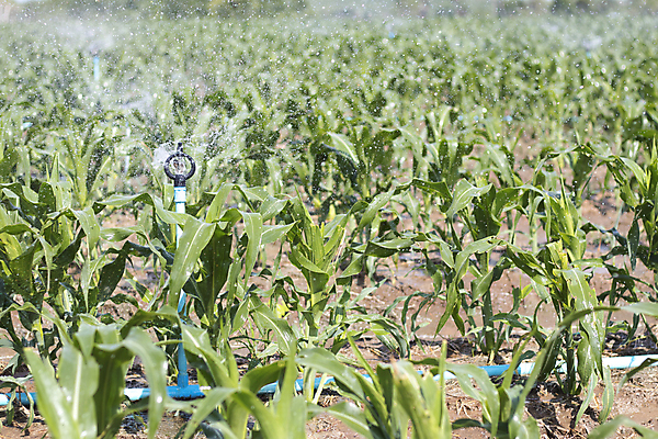 포토 JPG 해외이미지 식물 잎 밭 농업 자연 옥수수 사람없음 야외 초록색 물 농작물 농장 농경지 기계 장비 젖음 수확 성장 물방울 공구 시골 신선 떨어짐 농부 이슬 뿌리기 유기농 원예 분무기 시스템 밭일 샤워실 스프링쿨러 압력 자동 세련 해외포토 자연요소 직업 웰빙 산업 컬러 컨셉 모션 곡류 취미 도구 생태계 샤워시설 파일형식 이미지허브