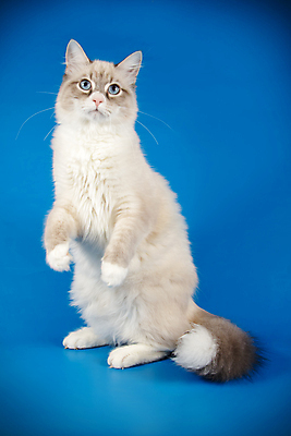 포토 JPG 해외이미지 한마리 사람없음 파란색 반려동물 고양이 네바마스커레이드 해외포토 동물 1 컬러 포유류 파일형식 이미지허브