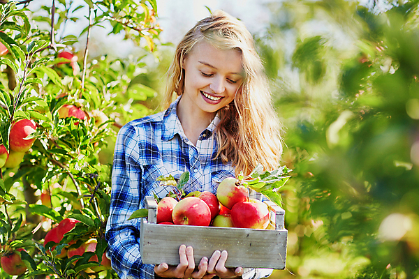 포토 JPG 해외이미지 나무 라이프스타일 계절 유럽 음식 농업 과일 자연 건강 한명 미소 사람 성인 목재 10대 빨간색 여름 상자 금발 농장 정원 수확 가을 나뭇가지 시골 신선 맛 사과 농부 나무상자 과수원 수집 유기농 생태계 원예 날것 긍정 숙성 채식주의자 해외포토 식물 직업 1 헤어스타일 웰빙 나라 산업 컬러 컨셉 재료 청소년 표정 취미 생활 채식 파일형식 이미지허브
