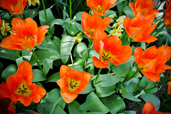 포토 JPG 해외이미지 식물 공원 꽃 백그라운드 꽃무늬 밭 오렌지 자연 사람없음 빨간색 초록색 컬러풀 농장 노란색 정원 봄 튤립 벚꽃 숲 큼 네덜란드 원예 북쪽 거인 원예사 파라다이스 해외포토 직업 계절 공공시설 유럽 컬러 무늬 농업 과일 취미 크기 방향 생태계 파일형식 이미지허브