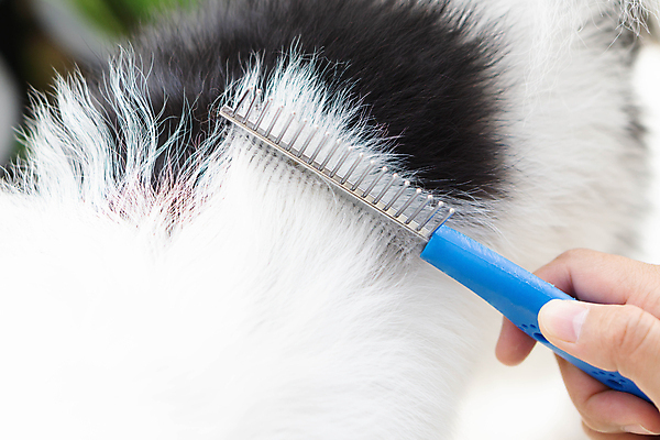 포토 JPG 해외이미지 동물 손 여자 행복 백그라운드 포유류 털 사람 앉기 성인 사람없음 가로 기쁨 흰색 붓 머리빗 개 강아지 청소 팔 몸단장 송곳니 돌봄 해외포토 감정 컬러 모션 신체부위 반려동물 미용용품 치아 파일형식 이미지허브