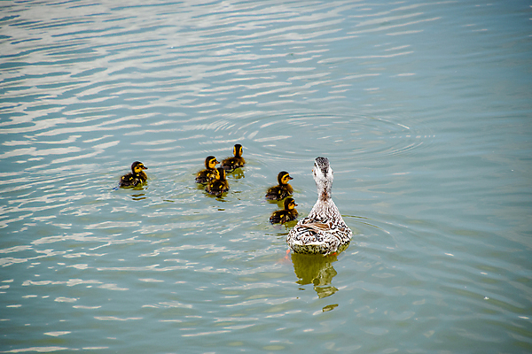 포토 JPG 해외이미지 동물 1 계절 공원 여자 남자 호수 야생동물 파도 날개 오렌지 자연 조류 오리 풍경 사람없음 야외 초록색 물 강 반사 갈색 환경 수영 봄 회색 연못 그룹 깃털 부리 웅덩이 물새 청둥오리 해외포토 자연요소 공공시설 바다 컬러 과일 사람 수상스포츠 생태계 파일형식 이미지허브