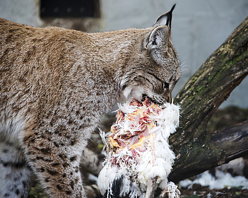 포토 JPG 해외이미지 동물 공원 유럽 얼굴 야생동물 백그라운드 겨울 포유류 자연 털 사람없음 야외 머리 식사 저녁식사 고양이 치킨 추위 흰색 닫기 숲 위험 큼 먹이 먹기 배고픔 사냥 귀 육식동물 사냥꾼 스라소니 해외포토 직업 계절 공공시설 나라 컬러 컨셉 모션 신체부위 반려동물 크기 생태계 닭고기요리 파일형식 이미지허브