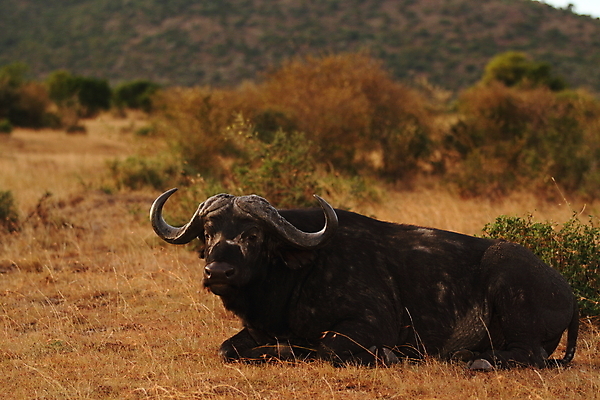 포토 JPG 해외이미지 동물 야생동물 포유류 아프리카 자연 초식동물 뿔 국립공원 종류 풍경 사람없음 야외 머리 검은색 힘 소 원주민 군중 위험 큼 방목 황소 영양 케냐 마사이족 사바나 세렝게티 탄자니아 해외포토 공원 나라 컬러 컨셉 사람 신체부위 아프리카인 축산업 크기 생태계 파일형식 이미지허브