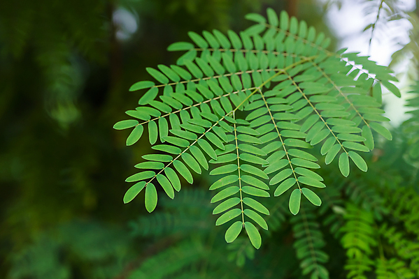 포토 JPG 해외이미지 나무 식물 계절 줄기 백그라운드 잎 패턴 자연 사람없음 장식 초록색 환경 정원 중국 성장 나뭇가지 신선 닫기 숲 열대우림 다발 질감 생물학 내추럴 양치류 그리너리 해외포토 교육 아시아 컬러 무늬 모션 생태계 파일형식 트랜드컬러 이미지허브