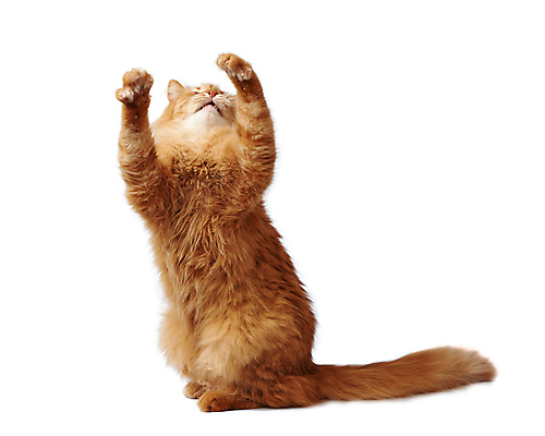 포토 JPG 해외이미지 한마리 포즈 앉기 사람없음 반려동물 갈색 고양이 흰배경 앞발 앞발든 해외포토 동물 1 컬러 백그라운드 포유류 모션 흰색 파일형식 이미지허브