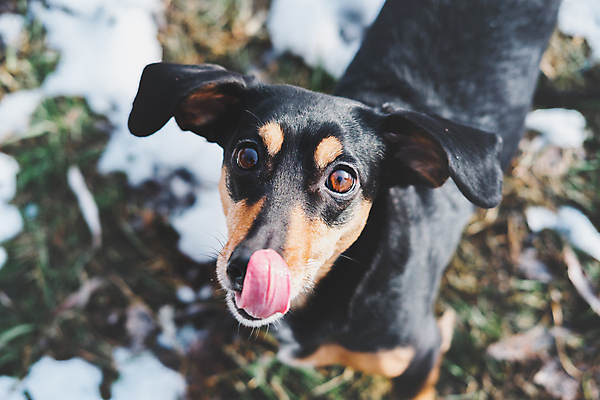 포토 JPG 해외이미지 동물 공원 겨울 장난 사람없음 야외 반려동물 맑음 가축 봄 산책 개 강아지 핥기 혀 배고픔 귀 송곳니 기르기 해외포토 계절 공공시설 포유류 모션 날씨 휴식 신체부위 입 치아 돌봄 파일형식 이미지허브
