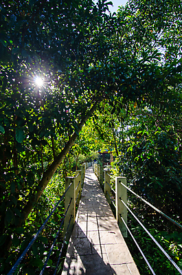 포토 JPG 해외이미지 나무 여행 잎 자연 풍경 사람없음 야외 목재 초록색 빛 태양 숲 말레이시아 내추럴 해외포토 자연요소 식물 아시아 컬러 재료 생태계 파일형식 이미지허브
