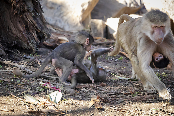 포토 JPG 해외이미지 나무 동물 무기 야생동물 장난 포유류 가족 자연 놀이 휴식 털 사람없음 야외 햇빛 갈색 머리 걷기 산책 원숭이 아기 치아 모피 꼬리 침팬지 해외포토 식물 컬러 컨셉 관계 모션 사람 신체부위 태양 소화기관 생태계 파일형식 이미지허브