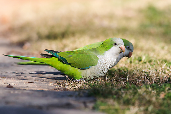 포토 JPG 해외이미지 동물 야생동물 자연 조류 사람없음 야외 초록색 미국 스페인 숲 승려 앵무새 솜털 바르셀로나 남쪽 아르헨티나 마드리드 아열대 잉꼬 해외포토 유럽 컬러 북아메리카 남아메리카 성직자 방향 생태계 파일형식 이미지허브
