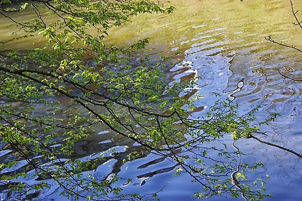 포토 JPG 해외이미지 잎 사람없음 초록색 물 반사 나뭇가지 화창 해외포토 자연요소 나무 식물 컬러 날씨 파일형식 이미지허브