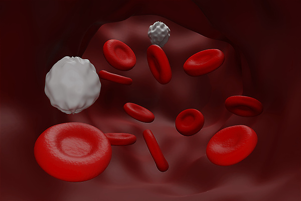 포토 JPG 해외이미지 세포 사람없음 3D 적혈구 혈구 백혈구 해외포토 디지털합성 혈관 파일형식 이미지허브