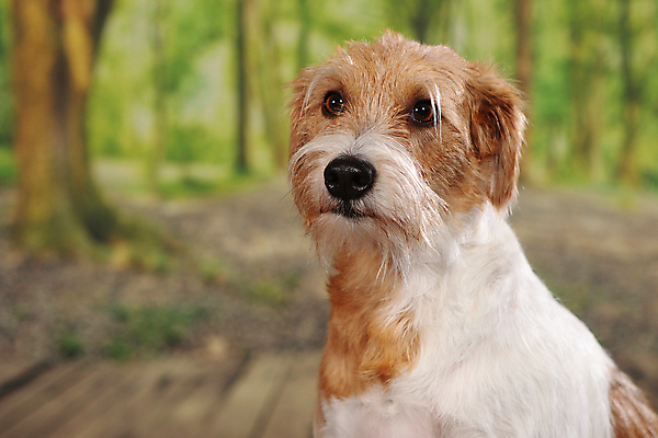 포토 JPG 해외이미지 동물 응시 행복 얼굴 새끼 백그라운드 포유류 자연 사랑 앉기 사람없음 반려동물 갈색 머리 귀여움 검은색 흰색 아기 신선 개 달콤 강아지 매끈함 테리어 배고픔 화이트보드 송곳니 고립 기르기 동반자 유래 카피스페이스 해외포토 시선 감정 컬러 컨셉 모션 사람 신체부위 공백 감각 맛 치아 생태계 돌봄 파일형식 이미지허브