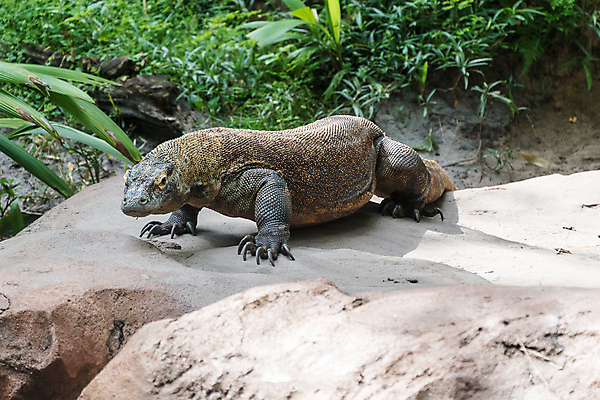 포토 JPG 해외이미지 동물 공원 아시아 야생동물 일러스트 파충류 자연 저울 사람없음 세계 모니터 용 보호 위험 큼 혀 도마뱀 육식동물 거인 전국 해외포토 공공시설 나라 컨셉 컴퓨터 입 크기 생태계 파일형식 이미지허브