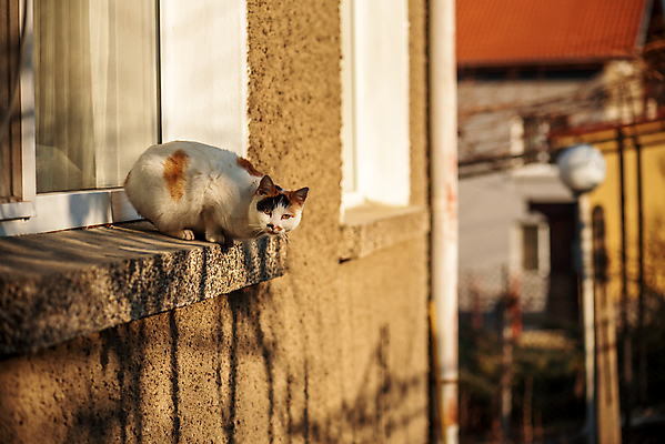 포토 JPG 해외이미지 동물 겨울 오렌지 부분 창문 포유류 자연 유리 휴식 수염 주택 함께함 사람없음 목재 빨간색 여름 빛 반려동물 햇빛 고양이 우정 터치 수확 흰색 달콤 모피 비전 솜털 집게발 해외포토 나무 계절 컬러 컨셉 농업 과일 재료 재질 건물 친구 태양 맛 생태계 파일형식 이미지허브