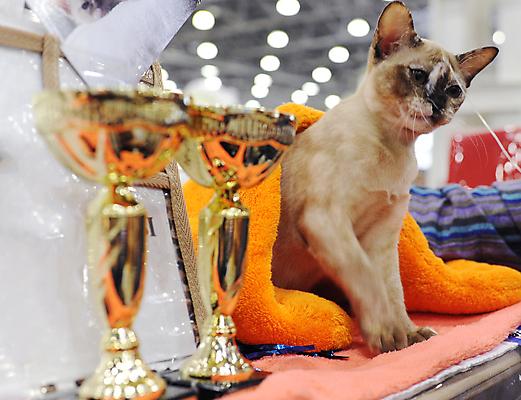 포토 JPG 해외이미지 동물 1 응시 공원 백그라운드 포유류 거리 털 사람 이벤트 사람없음 빨간색 반려동물 세일 고양이 경쟁 전시 흰색 전시회 쇼 새장 얼룩무늬 주인 노숙자 기르기 무료 시범 우울증 헬프 해외포토 시선 공공시설 컬러 컨셉 무늬 도움 질병 돌봄 케이지 파일형식 이미지허브