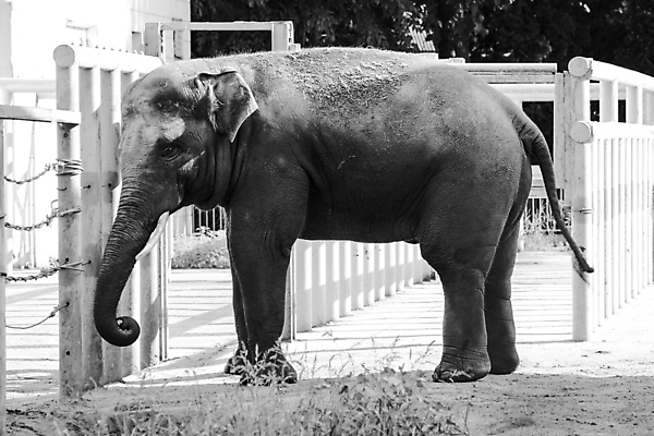 포토 JPG 해외이미지 나무 동물 공원 유럽 모래 벽 포유류 아프리카 자연 코끼리 오리 동물원 서기 동양인 풍경 성인 사람없음 야외 초록색 물 여름 정원 회색 연못 큼 귀 무거움 폴란드 돌봄 보츠와나 전국 해외포토 자연요소 식물 계절 공공시설 나라 컬러 모션 조류 사람 인종 신체부위 무게 크기 생태계 파일형식 이미지허브