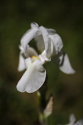 포토 JPG 해외이미지 식물 계절 꽃잎 꽃 백그라운드 잎 꽃무늬 자연 사람없음 장식 초록색 정원 봄 벚꽃 흰색 개화 싱글 붓꽃 내추럴 해외포토 컬러 무늬 생태계 파일형식 이미지허브