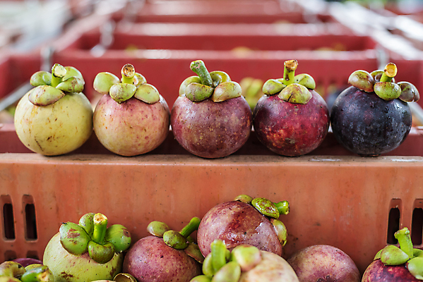 포토 JPG 해외이미지 실내 사람없음 아웃포커스 시장 열대과일 일렬 망고스틴 해외포토 과일 촬영기법 내부 파일형식 이미지허브
