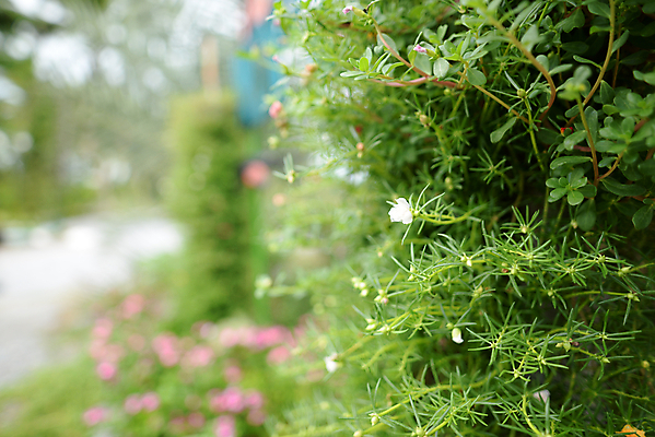 포토 JPG 해외이미지 식물 공원 백그라운드 잎 태국 자연 벽지 매달리기 동양인 사람없음 야외 장식 초록색 환경 정원 성장 나뭇가지 신선 소프트포커스 원예 질감 내추럴 그리너리 해외포토 나무 공공시설 아시아 컬러 모션 촬영기법 인종 취미 생태계 파일형식 트랜드컬러 이미지허브