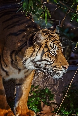 포토 JPG 해외이미지 동물 여행 휴가 털 동물원 동양인 사람없음 울타리 여행객 고양이 줄무늬 산책 코트 호랑이 스페인 가장자리 바르셀로나 해외포토 유럽 무늬 포유류 휴식 사람 인종 담장 반려동물 외투 둘레 파일형식 이미지허브