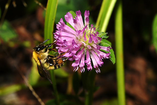포토 JPG 해외이미지 동물 꽃 나비 곤충 자연 사람없음 수분 호박벌 해외포토 식물 벌_곤충 생태계 파일형식 이미지허브