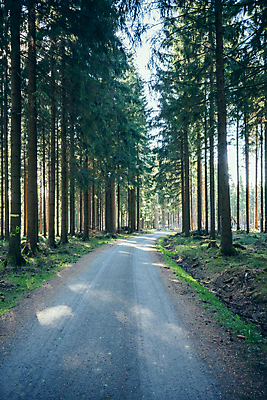 포토 JPG 해외이미지 나무 식물 유럽 길 여행 낙엽 자국 자연 독일 풍경 사람없음 야외 초록색 컬러풀 햇빛 태양 환경 봄 하이킹 소나무 황무지 숲 오솔길 침엽수 삼림지대 해외포토 자연요소 계절 나라 컬러 잎 레저 생태계 파일형식 이미지허브
