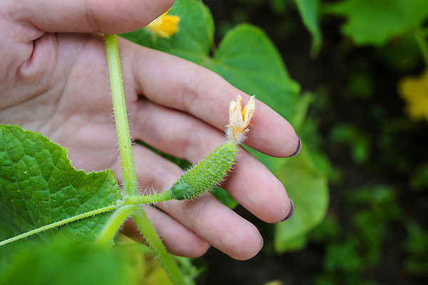 포토 JPG 해외이미지 식물 계절 꽃 음식 줄기 백그라운드 잎 밭 농업 채소 자연 오이 건강 사람없음 초록색 여름 농작물 농장 노란색 정원 수확 성장 벚꽃 나뭇가지 신선 농부 작음 유기농 원예 날것 내추럴 땅바닥 밭일 숙성 온실 채식주의자 세련 해외포토 나무 직업 웰빙 산업 컬러 바닥 취미 크기 생태계 채식 파일형식 이미지허브