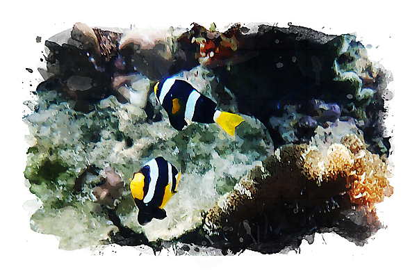 포토 JPG 해외이미지 동물 바다 일러스트 자연 수채화 사람없음 그림 섞기 해외포토 생태계 파일형식 이미지허브