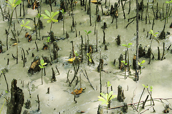 포토 JPG 해외이미지 식물 잎 자연 안테나 사람없음 야외 가로 물 컬러풀 환경 나뭇가지 습지 생물학 뿌리 진흙 말레이시아 열대기후 해외포토 자연요소 나무 교육 아시아 컬러 통신 생태계 파일형식 이미지허브