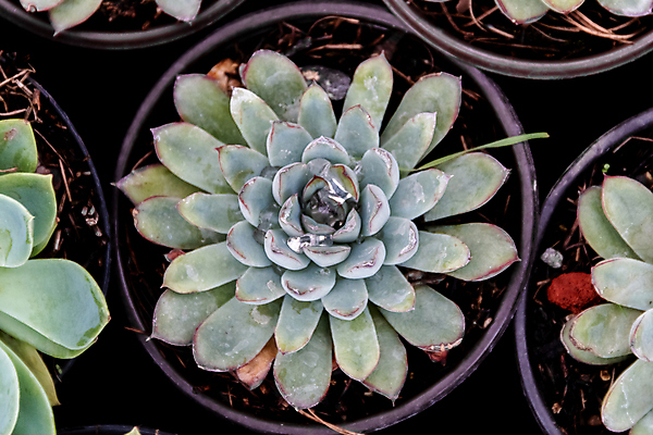 포토 JPG 해외이미지 식물 계절 꽃잎 꽃 백그라운드 잎 패턴 자연 선인장 주택 사람없음 장식 여름 환경 정원 보라색 미니어처 사막 껍질 가을 신선 뜨거움 원형 우아함 수집 원예 질감 리빙 내추럴 생태학 심기 영원 정물화 세련 해외포토 도형 교육 컬러 컨셉 무늬 모션 취미 건물 모형 그림 생태계 파일형식 이미지허브