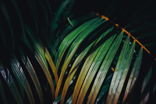 포토 JPG 해외이미지 나무 식물 디자인 계절 공원 백그라운드 잎 꽃무늬 자연 추상 프레임 건강 미술 사람없음 야외 목재 초록색 빛 햇빛 태양 우주 환경 정원 봄 나뭇가지 신선 닫기 소프트포커스 숲 에코 보케 라임 산소 내추럴 광 블러 해외포토 자연요소 공공시설 꽃 컬러 무늬 과일 재료 모션 문화예술 촬영기법 원소 생태계 파일형식 이미지허브