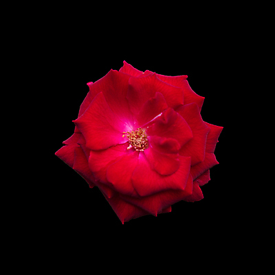 포토 JPG 해외이미지 식물 디자인 꽃잎 꽃 분홍색 백그라운드 꽃무늬 자연 휴가 발렌타인데이 선물 사랑 사람없음 빨간색 장미 정원 검은색 봄 벚꽃 심볼 싱글 질감 부드러움 내추럴 고립 파스텔톤 해외포토 계절 감정 컬러 무늬 데이이벤트 감각 생태계 파일형식 이미지허브