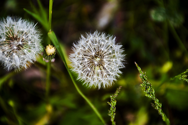 포토 JPG 해외이미지 식물 꽃 백그라운드 컨셉 꽃무늬 자연 바람 씨앗 사람없음 야외 초록색 빛 머리 환경 정원 봄 들꽃 자유 성장 벚꽃 흰색 신선 보호 민들레 불기 순수 싱글 부드러움 솜털 내추럴 알레르기 취급주의 타격 해외포토 자연요소 계절 컬러 무늬 모션 날씨 경고 신체부위 감각 질병 생태계 파일형식 이미지허브