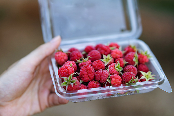 포토 JPG 해외이미지 손 열매 음식 분홍색 조각 백그라운드 과일 재료 손가락 자연 휴식 디저트 건강 사랑 씨앗 사람없음 빨간색 상자 장미 빵집 신선 잡기 선택 달콤 맛 플라스틱 설탕 먹기 피부 유기농 날것 산딸기 내추럴 돌봄 바이오 숙성 해외포토 식물 웰빙 꽃 감정 컬러 컨셉 모션 재질 신체부위 상점 생태계 파일형식 이미지허브